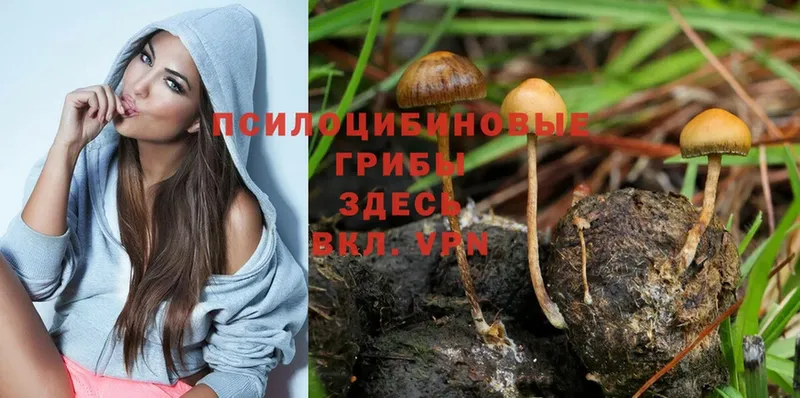 Псилоцибиновые грибы Cubensis Белореченск